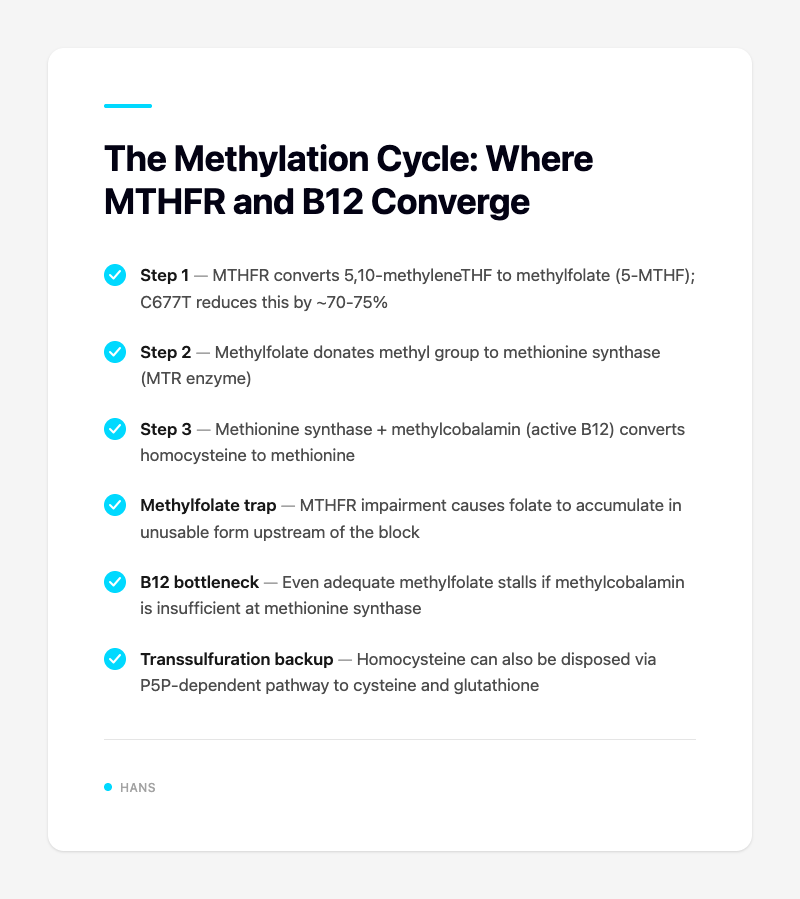 The Methylation Cycle: Where MTHFR and B12 Converge