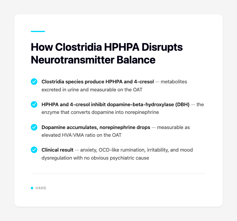 How Clostridia HPHPA Disrupts Neurotransmitter Balance