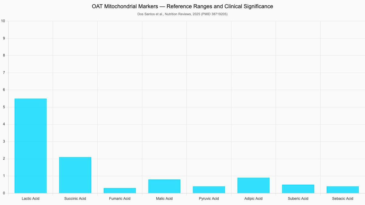 OAT Mitochondrial Markers — Reference Ranges and Clinical Significance