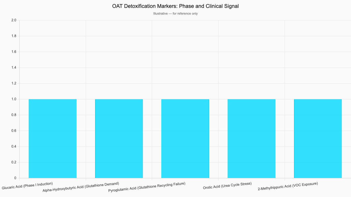 OAT Detoxification Markers: Phase and Clinical Signal