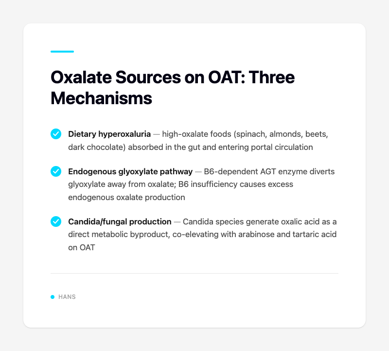 Oxalate Sources on OAT: Three Mechanisms